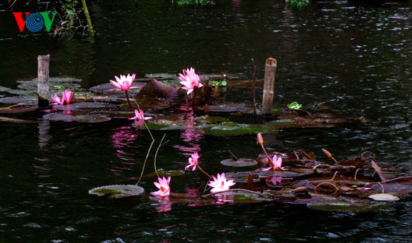Water Lilies blossoming  - ảnh 2